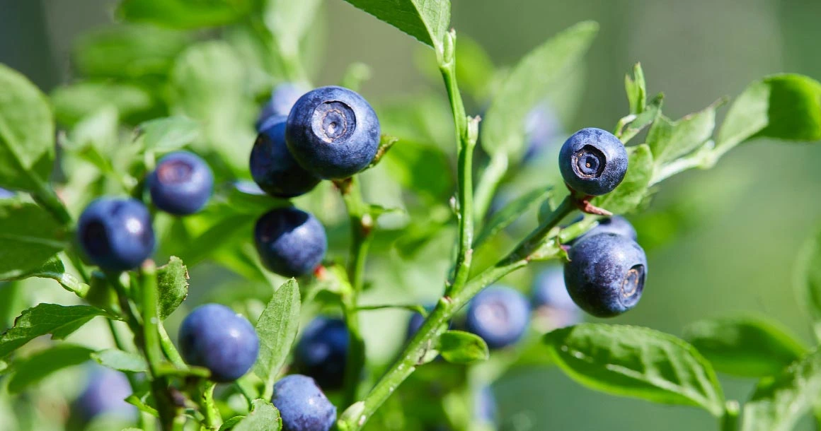 Natural Pharmaceuticals Vistan Nokios mėlynės, augančios ant žalios krūmo natūralioje šviesoje.
