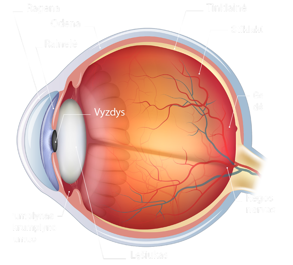 Natural Pharmaceuticals Vistan Žmogaus akies anatomijos schemoje pažymėtos ragena, rainelė, vyzdys, lęšiukas, stiklakūnis, tinklainė, geltonoji dėmė ir regos nervas.