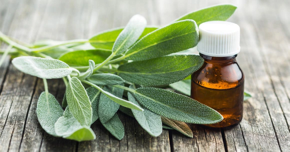 Natural Pharmaceuticals Vistan Natūralus šalavijų lapų šakelė šalia eterinio aliejaus stiklinės buteliuko ant medinio paviršiaus.